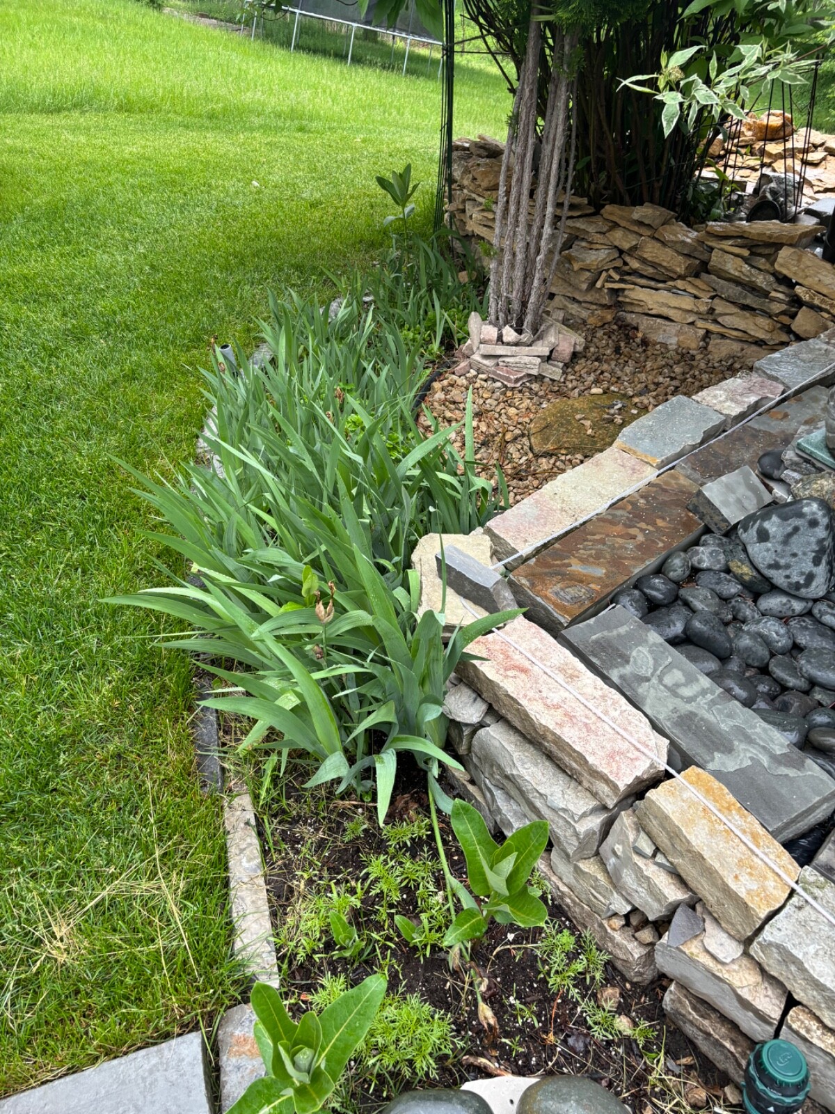 3 Bearded Iris “Poshy Purple” White Yellow Root Rhizome Bulb Live Plant Flower