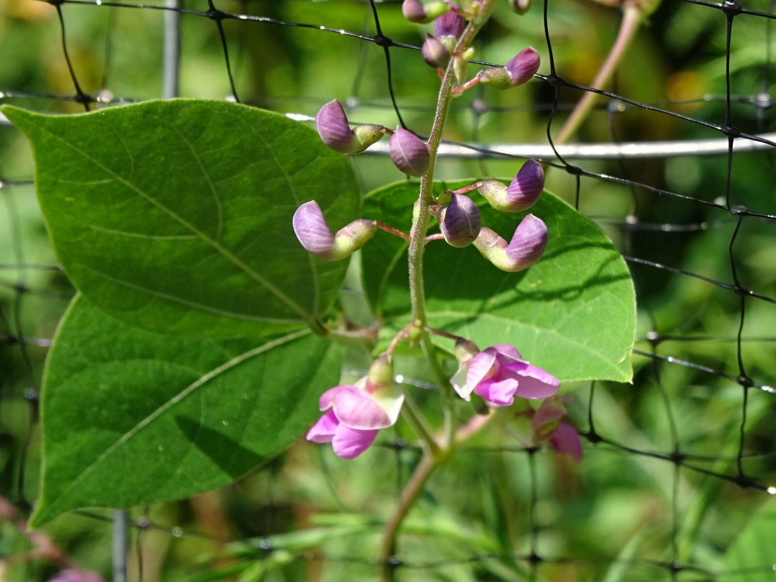 Phaseolus polystachios Thicket Bean 5 seeds from 2022 Native perennial bean