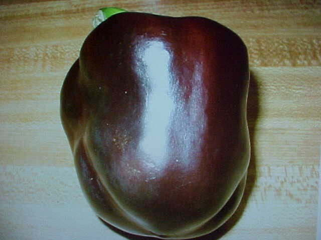 10 SEEDS ORGANIC VERY LARGE SWEET CHOCOLATE BELL PEPPER SEEDS