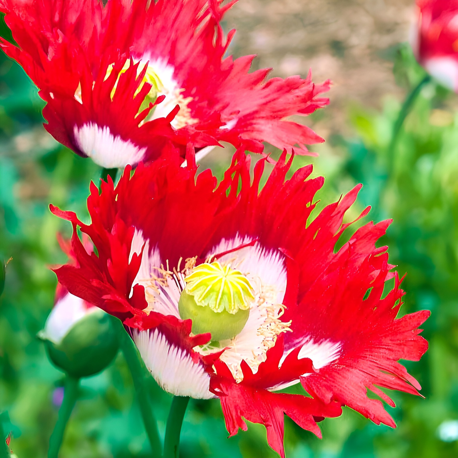 100,000 Danish Flag Poppy Seeds 1.3 Ounces – P. Somniferum -Bulk Size