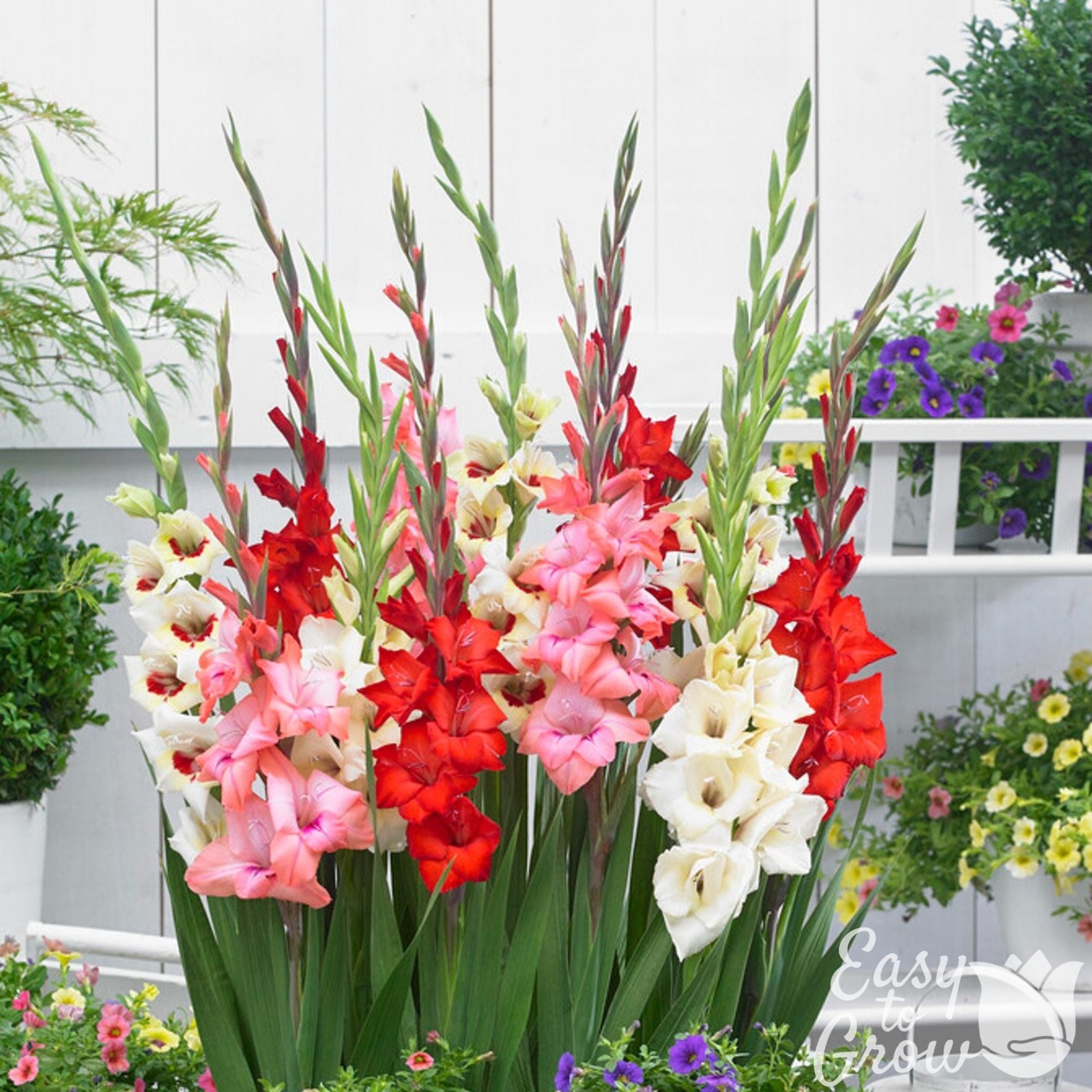 Gladiolus Bambinos Mix (Dwarf) 10 Flower Bulbs – Summer Colorful Blooms in Sun