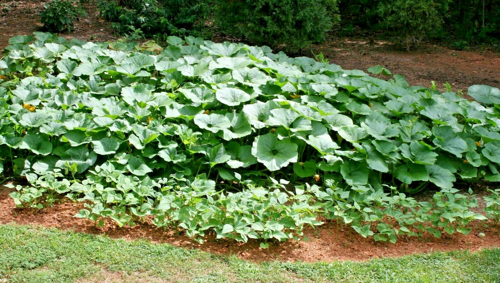 30+BLUE HUBBARD Winter Squash Seeds Heirloom Native Vegetable Sweet Potato Taste