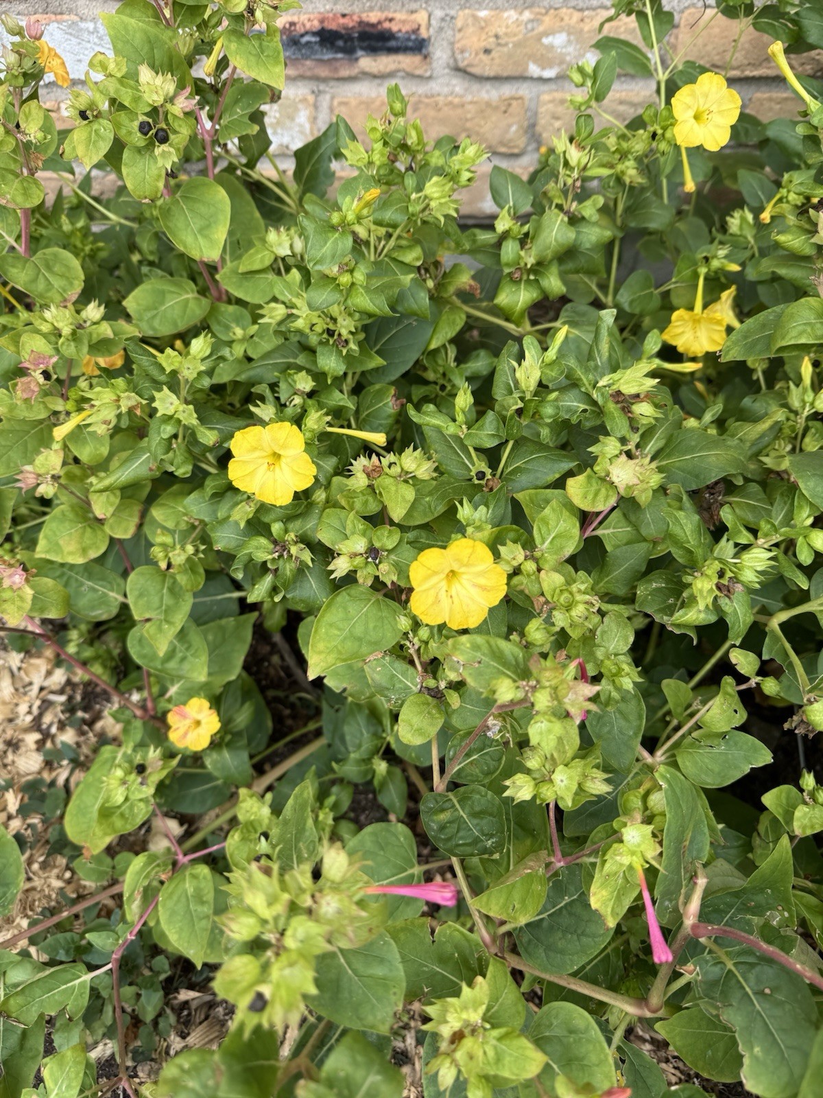 Mirabilis Jalapa Seeds Qty. 10