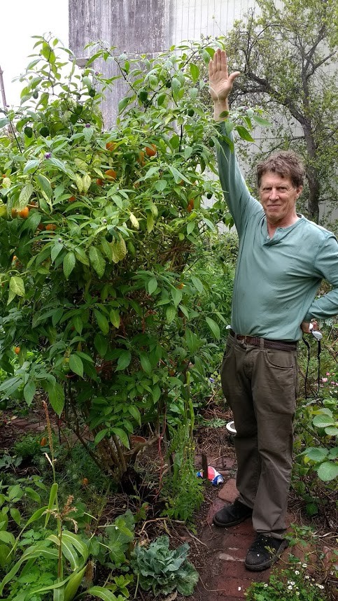 Manzano Pepper Seeds ORANGE TYPE (24 seeds per packet) FREE SHIPPING! :-)