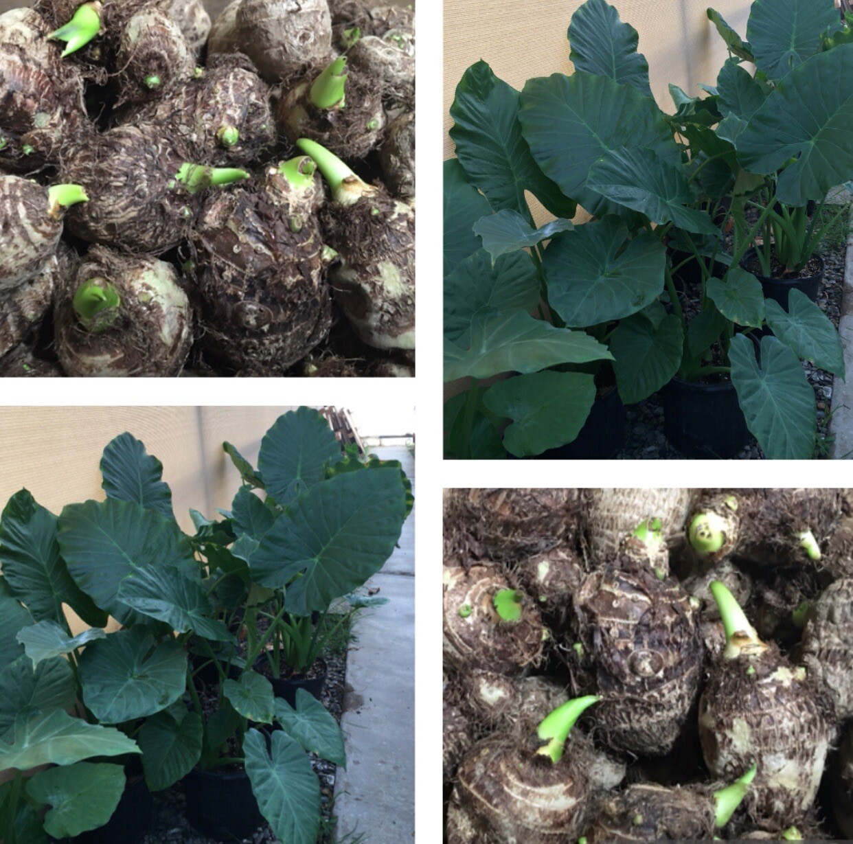 5 Taro Root Bulbs I Gabi I Edible Tropical Elephant Ear Colocasia I Non GMO