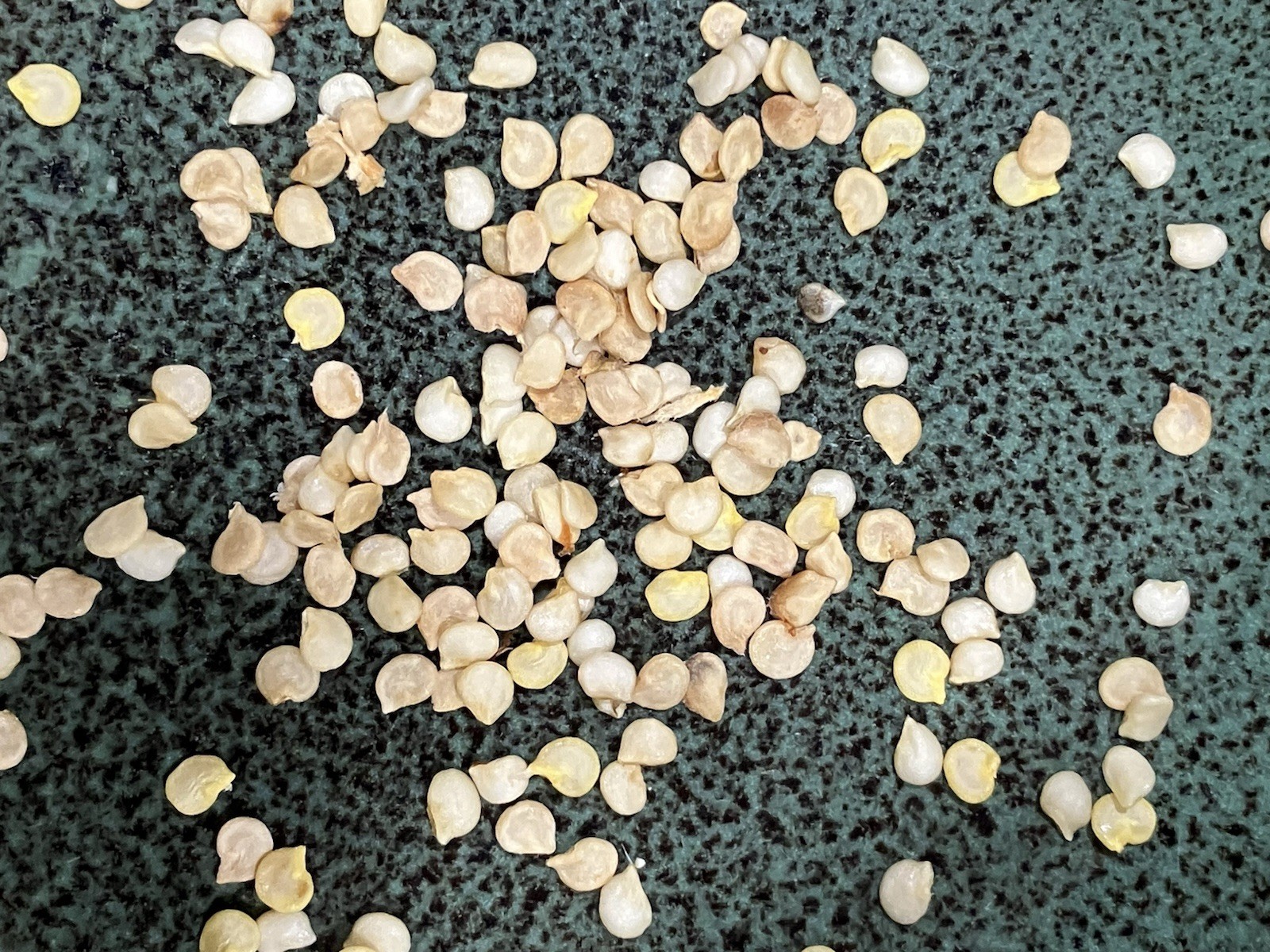30 Thai Chili Pepper Seeds