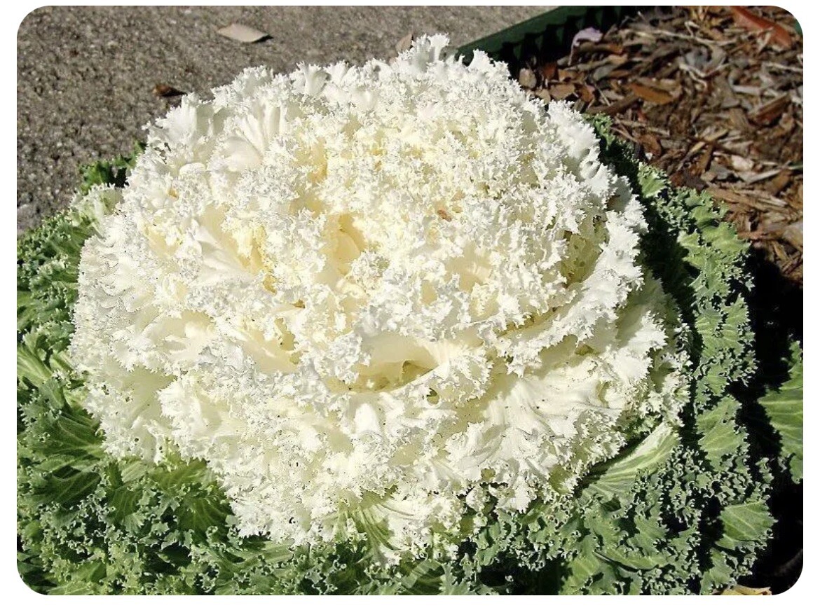 0.1gr Seeds Flowering Kale Ornamental Cabbage Large-Leaved Mix Bap Cai Nhieu Mau
