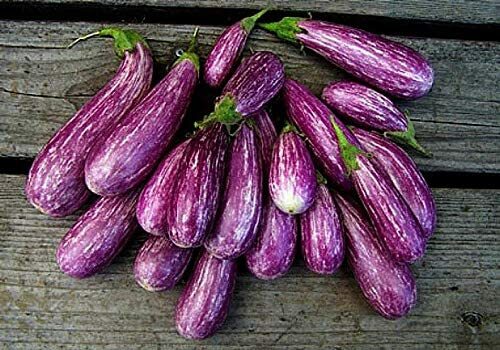 25 Mini Eggplant Seeds Little Fingers Eggplant Asian Heirloom Non GMO