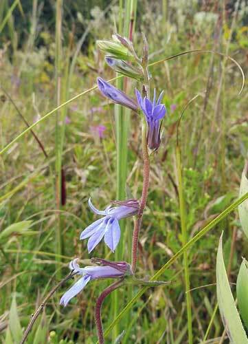 Lobelia puberula | Downy Lobelia | Blue Lobelia | 150 Seeds