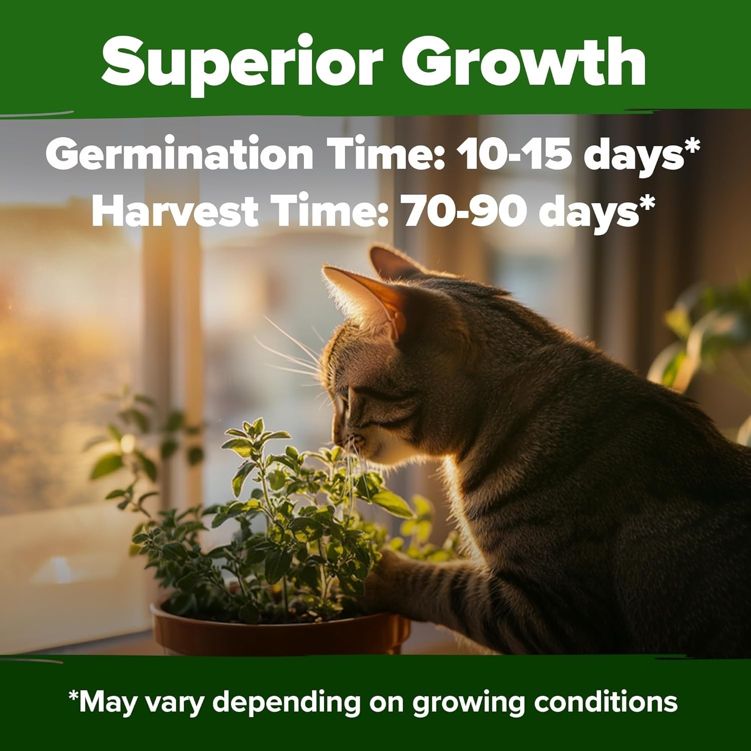 Catnip Seeds Bulk Pack Heirloom Non GMO Indoor Outdoor Herb 2116 Seeds