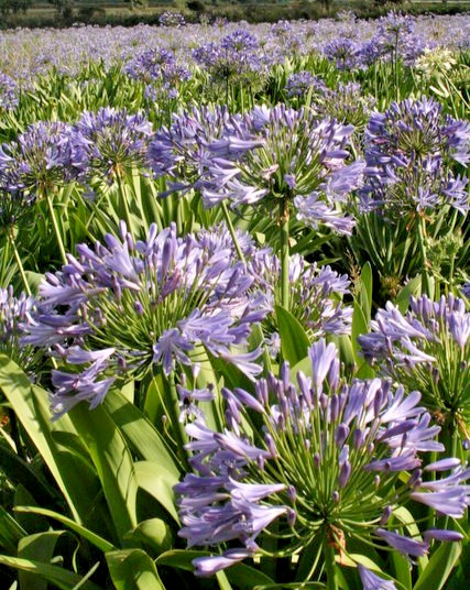 blue Lily of the Nile 100 seeds. Agapanthus. EZ to grow, hardy too zone 7. USA.