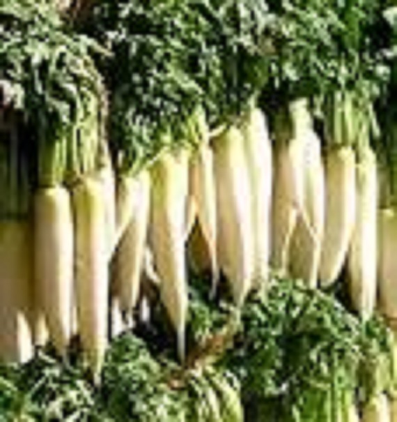 5 LBS TROPHY DAIKON FORAGE RADISH SEED FOR DEER FOOD PLOT BRASSICA DEER LOVE IT