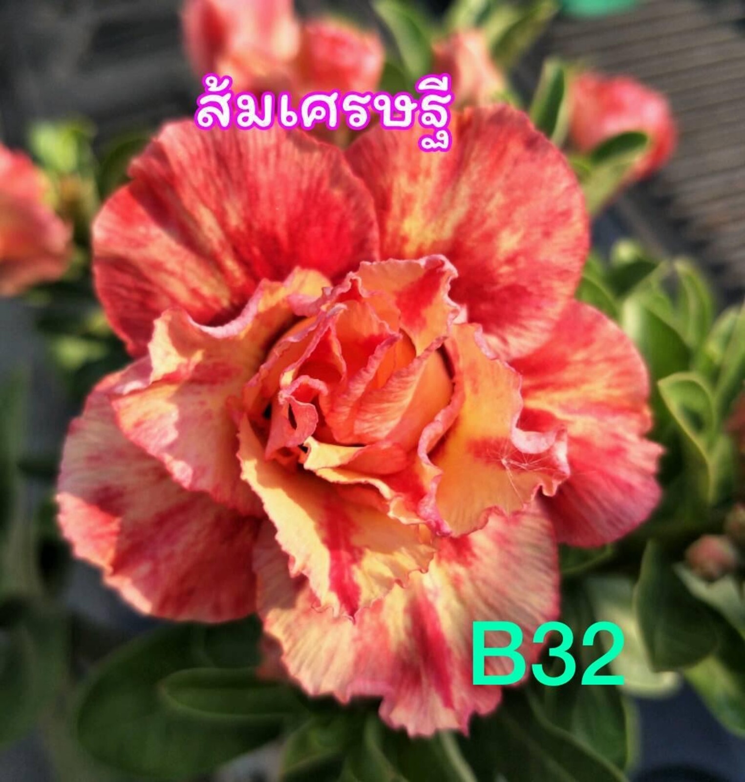 10 Fire Dancer Desert Rose Seeds Adenium Obesum Flower Perennial Seed US SELLER