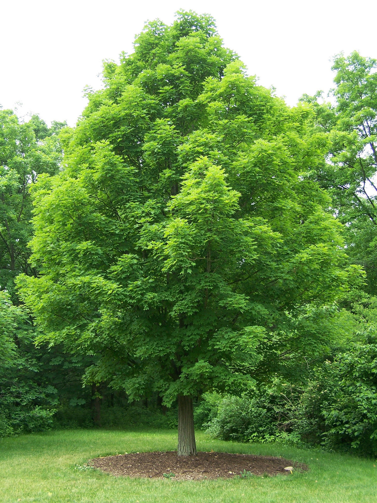 Canada Sugar Maple | Tree Seed Grow Kit | The Jonsteen Company
