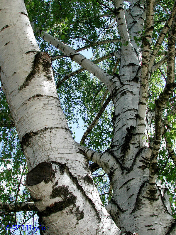 Weeping White Birch, (Silver Birch), Betula pendula alba, (Fast) Tree Seeds
