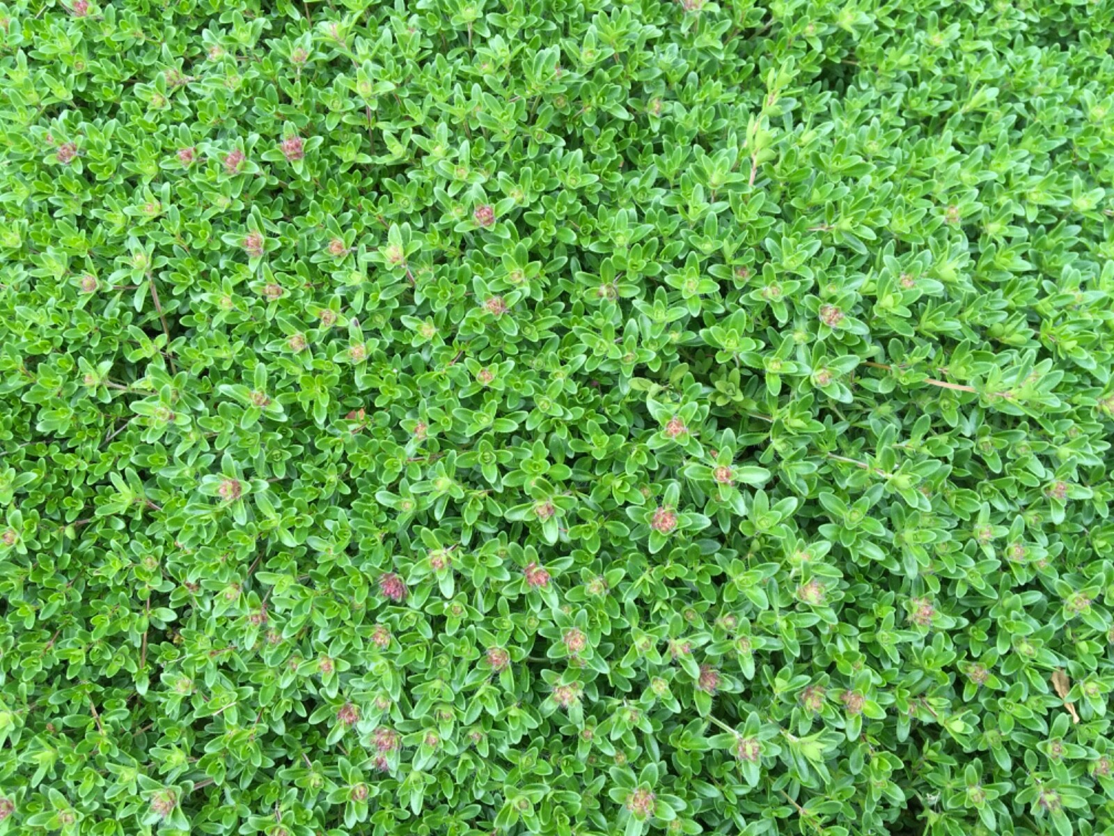 5,000 CREEPING ELFIN THYME SEEDS FOR GRASS REPLACEMENT, ROCK GARDENS, ETC.