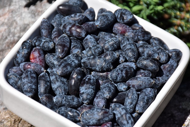 Honeyberry Seeds (Lonicera caerulea) Blue Honeysuckle Fruit Shrub Zone 2 Hardy