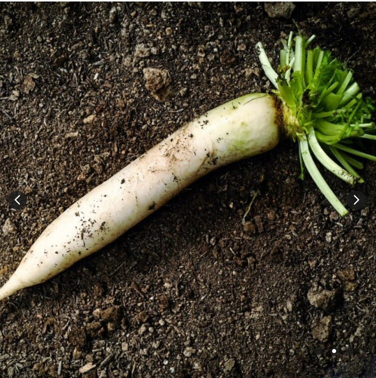 New 2026 Radish Seeds – Daikon Minowase – 100 seeds – Free Shipping