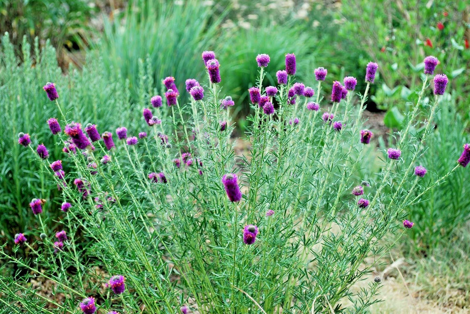 501+PURPLE PRAIRIE CLOVER Seeds Wildflower Nitrogen Fixing Drought Heat Cold