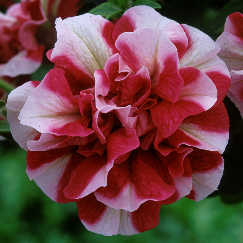50 Double Red White Petunia Seeds Containers Hanging Baskets Window Box Seed 274