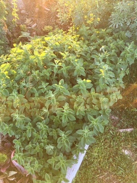 Fresh Cut Home Grown Herbs: Rosemary, Lavender, Garlic Chives, Oregano, Rue, Mar