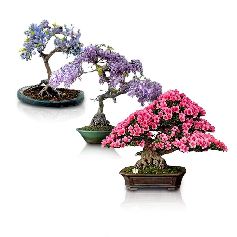 Flowering Bonsai Tree Seeds Bundle – 3 Types, All Flowering Tree Seeds, Vibrant