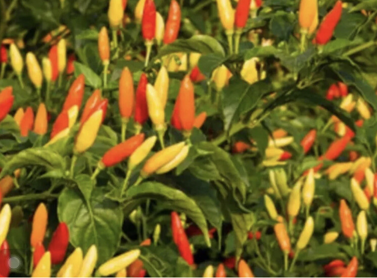 50 Hot Thai Pepper Seeds – Organic Grown- Ớt Hiểm