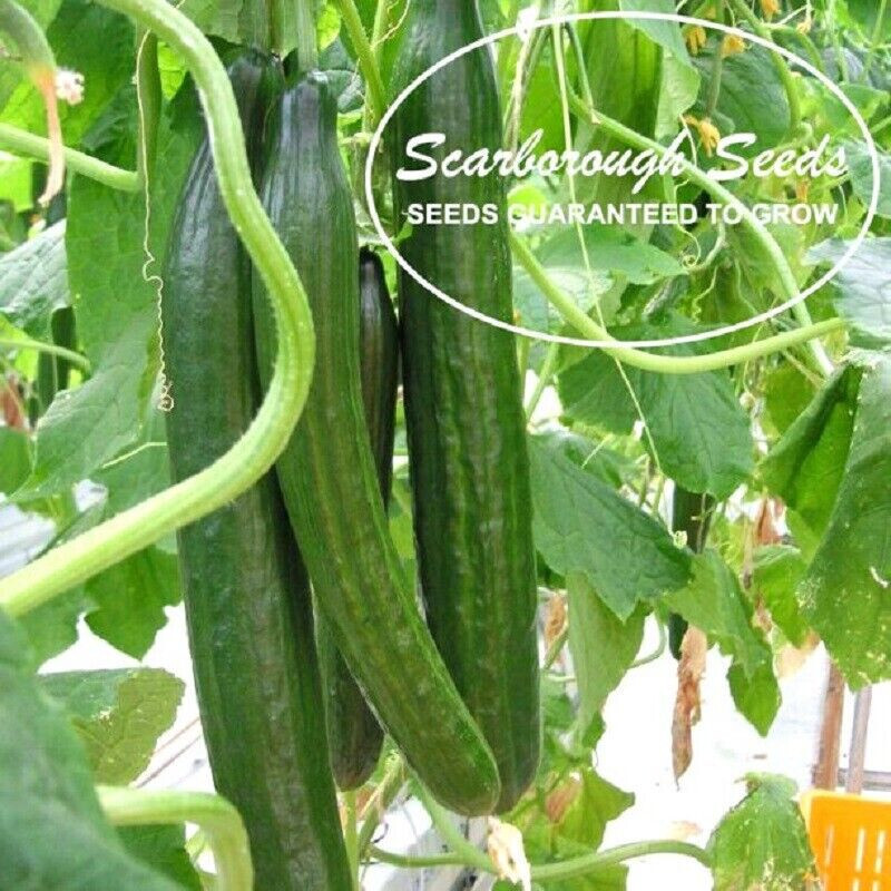 SCARBOROUGH SEEDS Persian / Lebanese Cucumber (Beit Alpha) 50 Seeds, Non-GMO USA