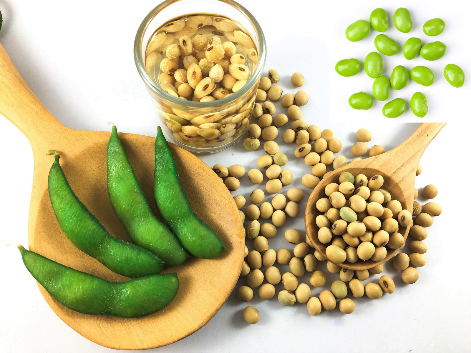 20 Organic MIDORI GIANT SOYBEAN Edamame Glycine Max Green Bean Vegetable Seeds