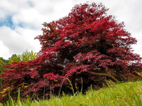European Black Cherry Tree | Premium Seeds | Prunus padus ‘Spring’ | Plants’®
