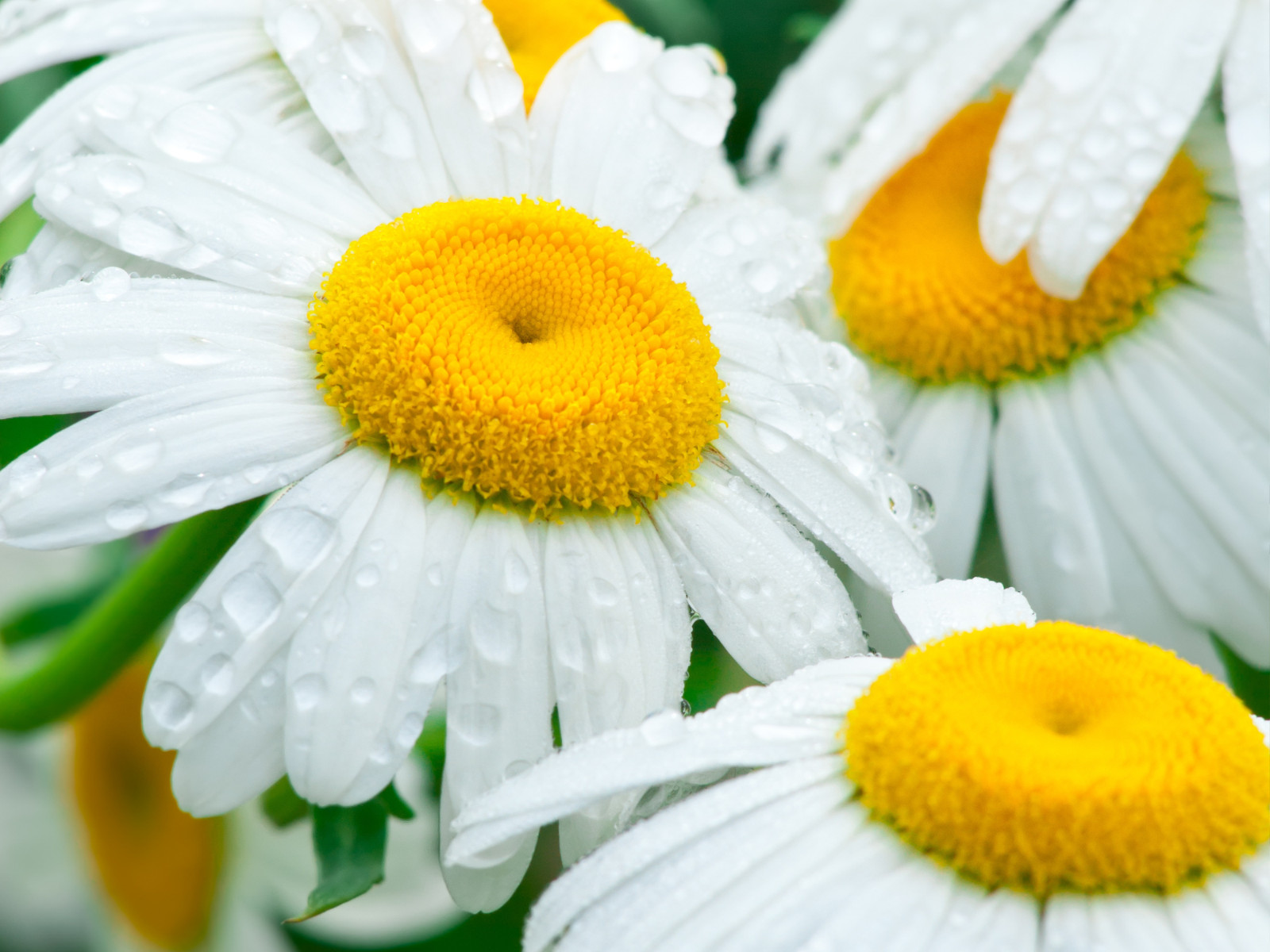 100 Seeds| Shasta Daisy Seeds #N009