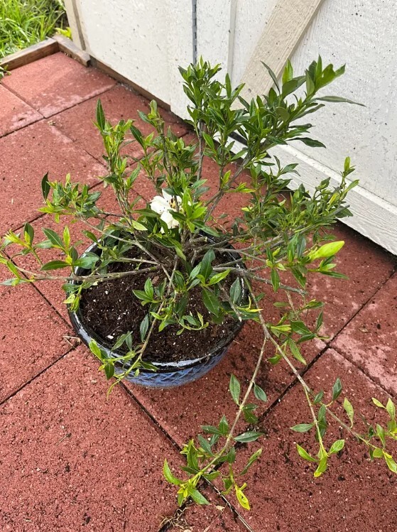 Dwarf Radicans Gardenia 3 Gal Flowering Gardenia jasminoides Radicans for Garden