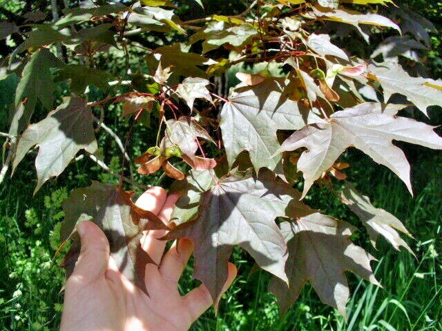 15 SCHWEDLERS NORWAY MAPLE SEEDS – Acer platanoides ‘Schwedleri’ ‘