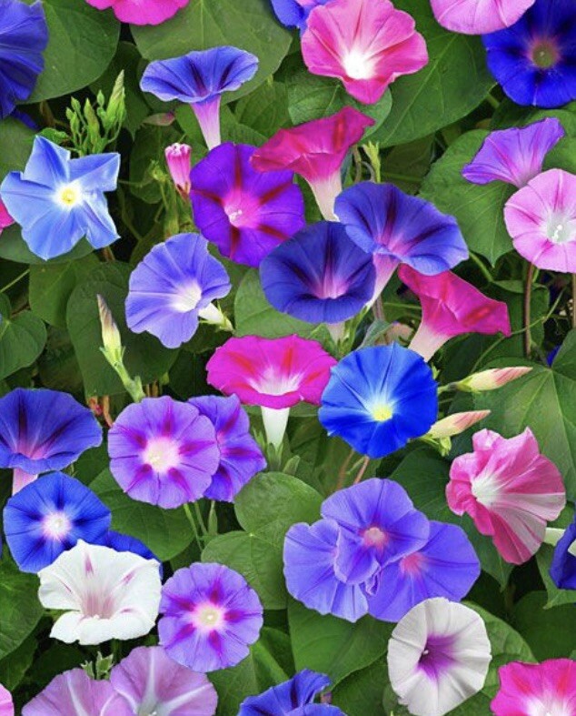 100 Seeds Morning Glory – ipomoea Pupurea – blue pink purple and White