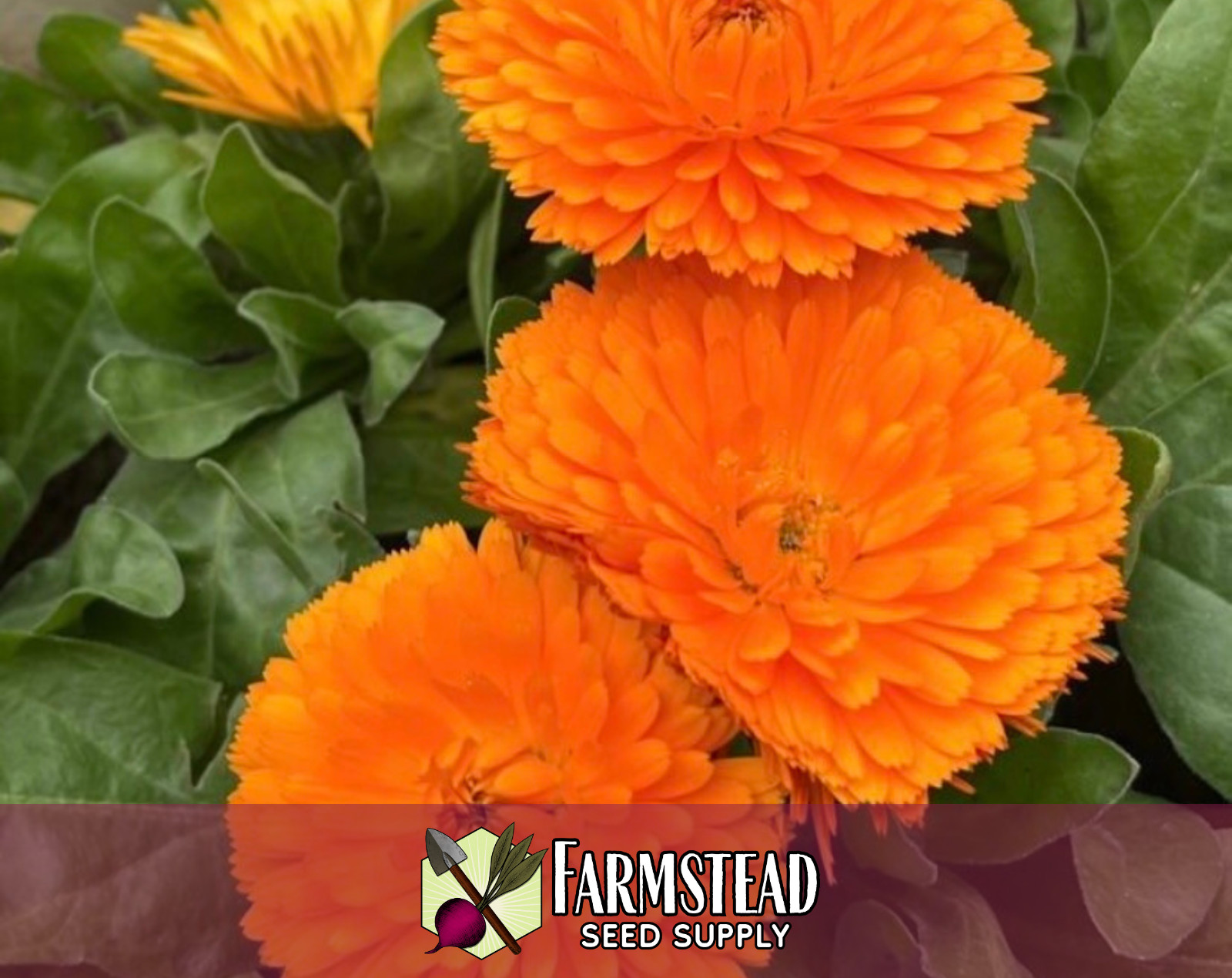 150+ Orange Calendula Seeds, Flower Gardening Plant Seed Packet, Non-GMO, USA