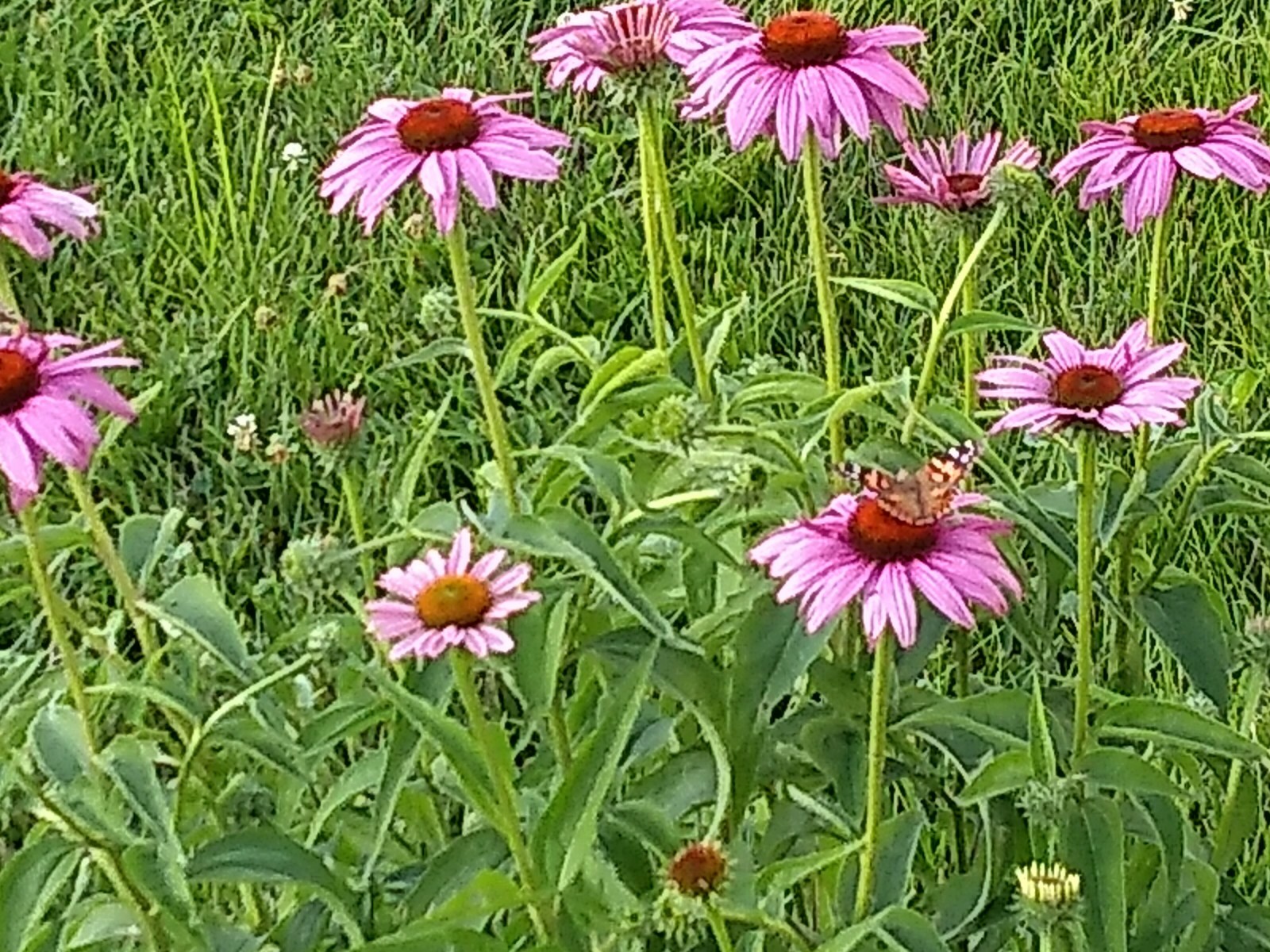 75+ Echinacea Purple Coneflower Seeds Medicinal Herbal Seeds Wildflower 2021 E1