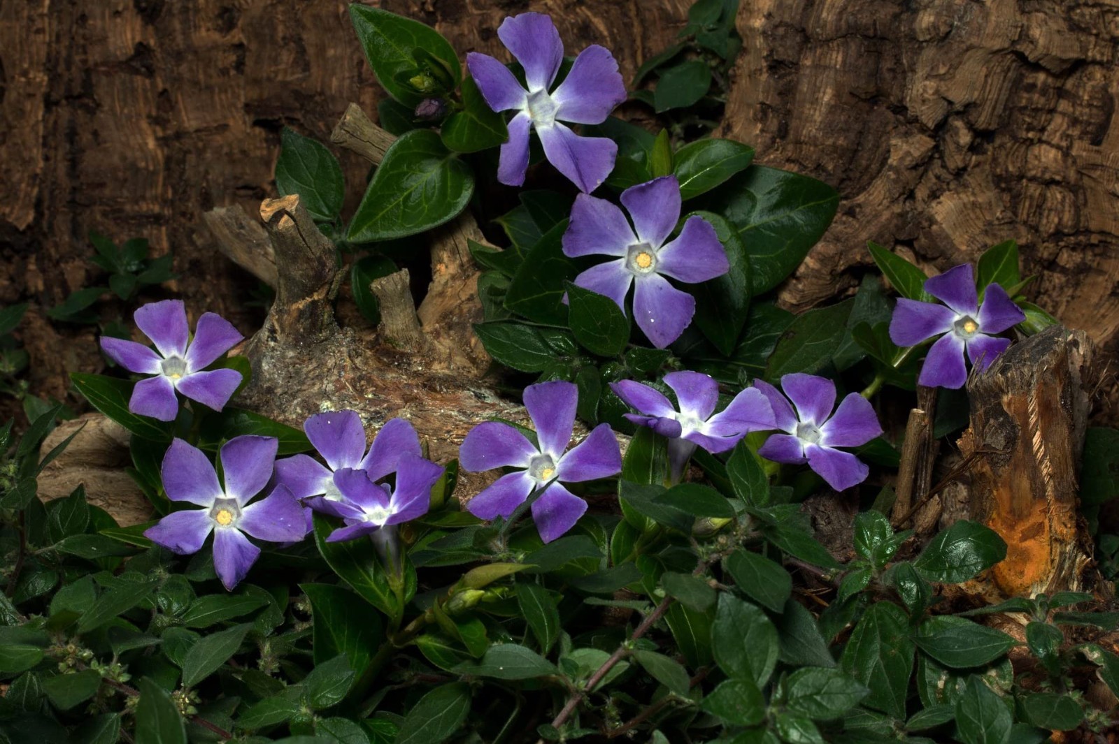 5 Vinca Vine Rooted Cuttings Perennial Periwinkle – Hardy Evergreen Ground Cover
