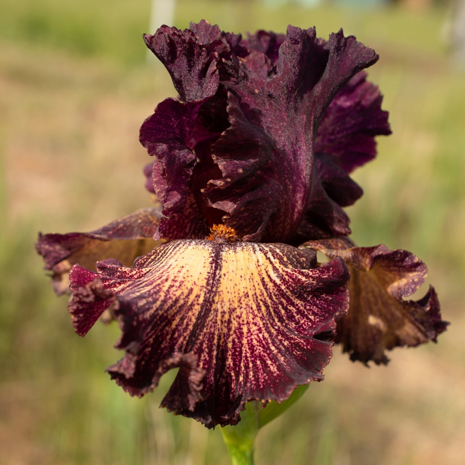 **CALICO QUEEN** Tall Bearded Iris. Pre-Order, Combined Shipping: Jul – Sep