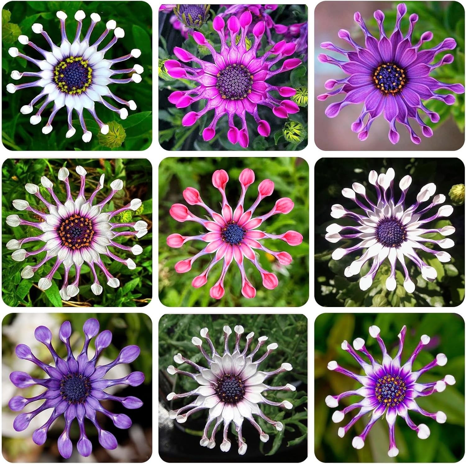 145+ Rare Perennial African Rare Daisy Flower Seeds for Planting Outdoor-Non-GMO