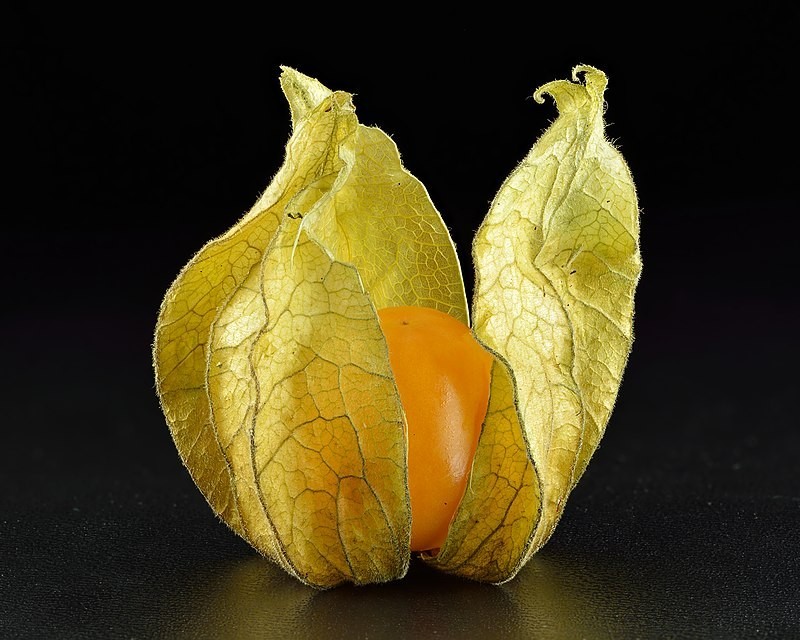 Ground Cherry Seeds – Productive Garden Berry -Cape Gooseberry – USA Grown