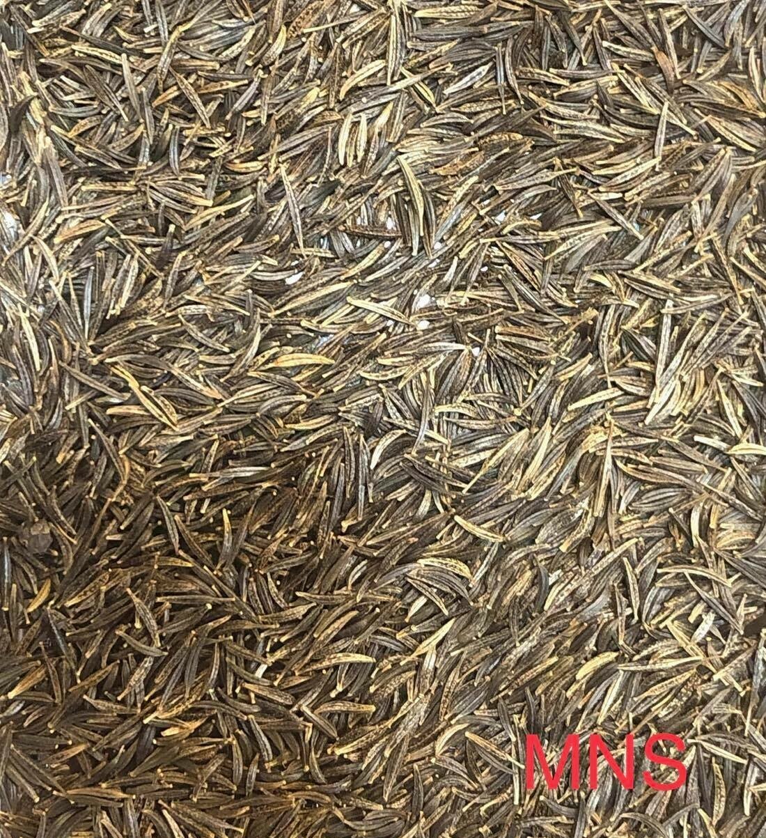 Cosmos SULPHUR DWARF Mix Orange Yellow Gold Butterflies & Bees NonGMO 100 Seeds