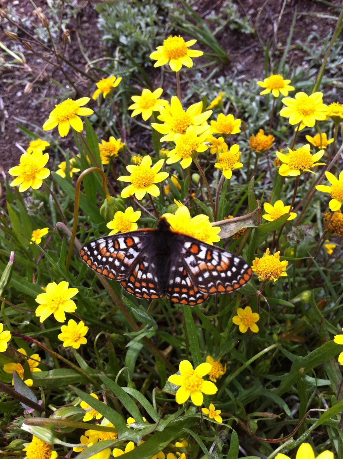 Butterfly Garden Seed Mix – Native California Wildflowers