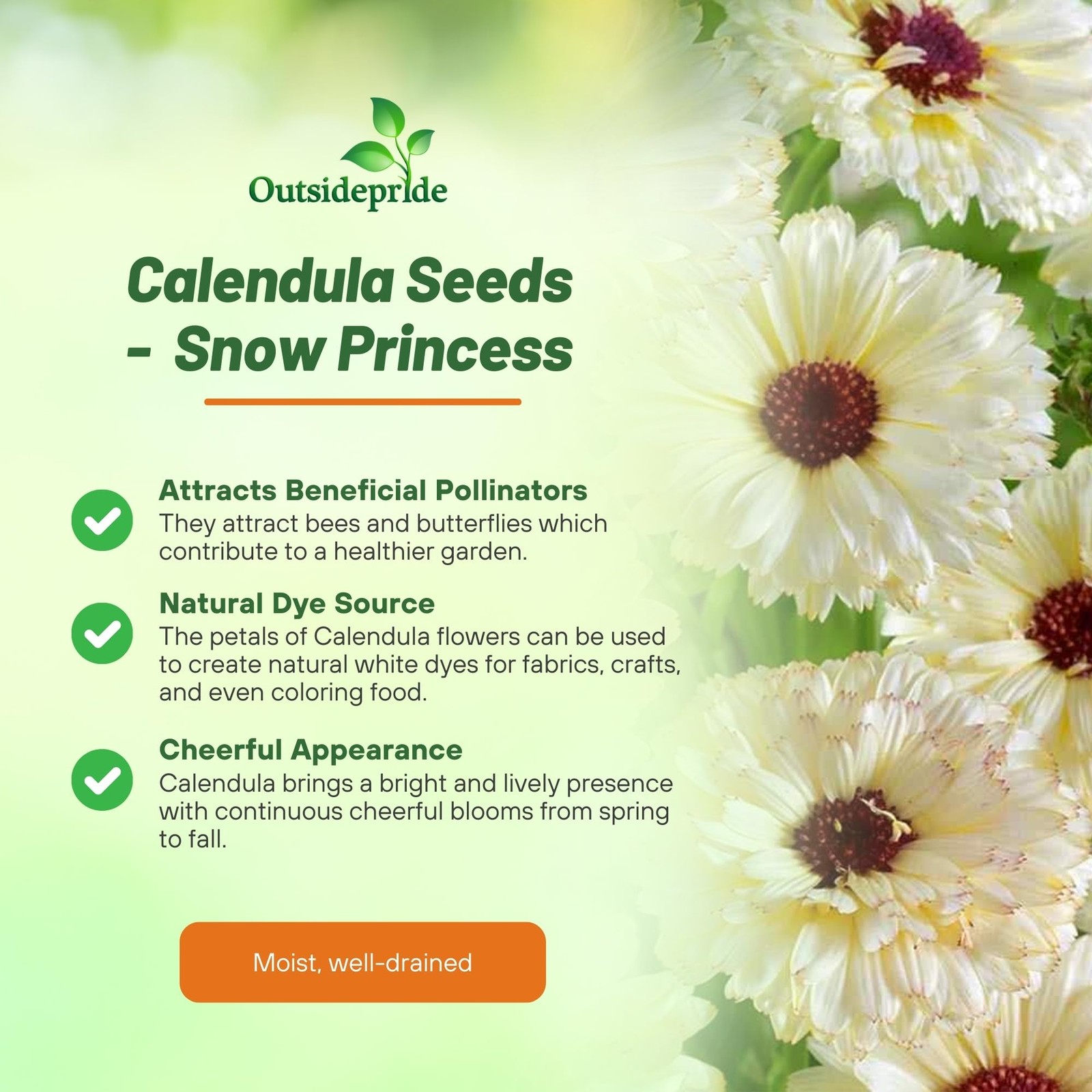 100 Seeds English or Pot Marigold Calendula Snow Princess Flower Seeds