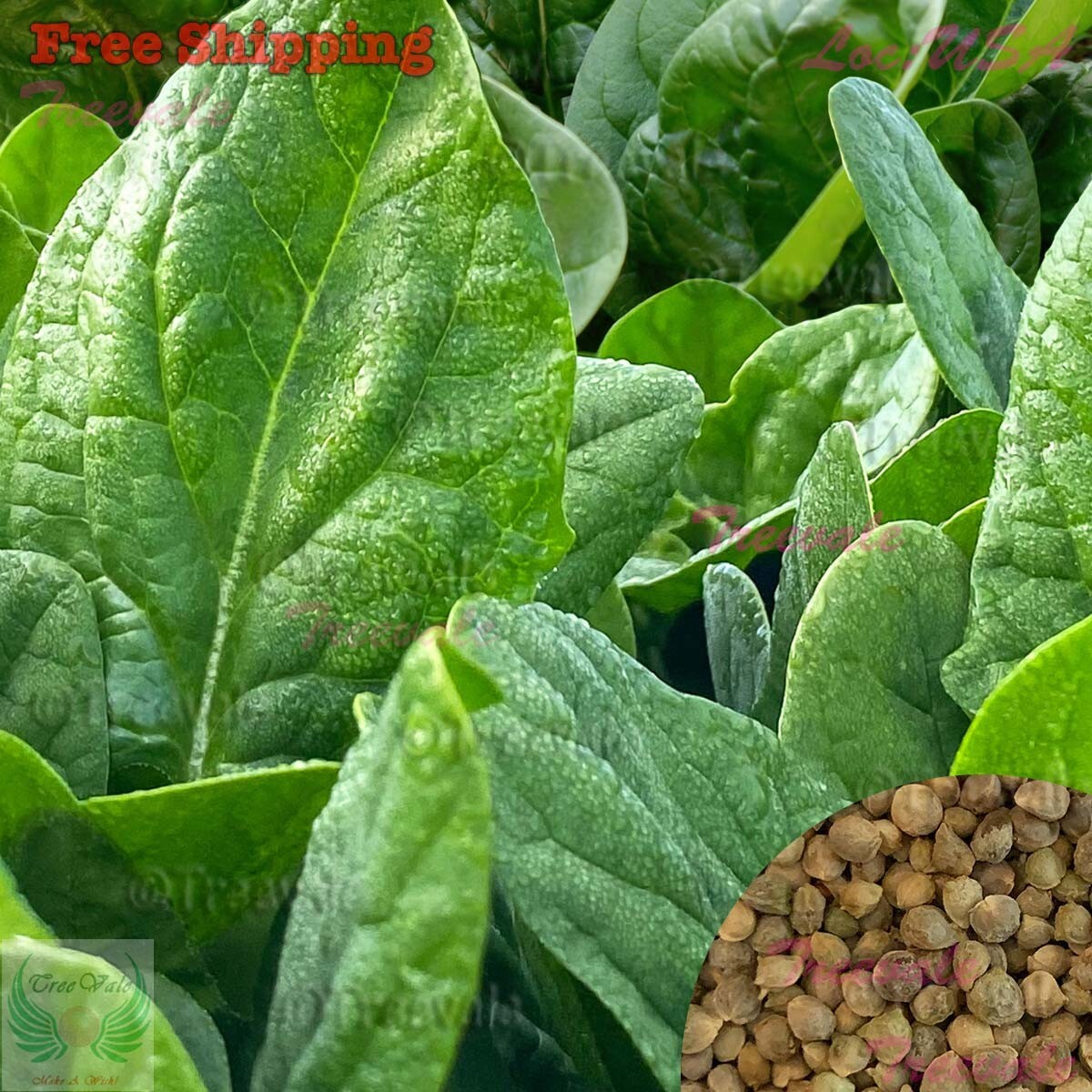 Lakeside Spinach Seeds | NON-GMO