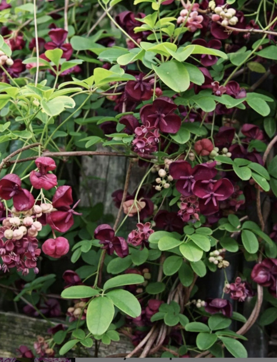 Chocolate Vine Akebia quinata SMALL Rooted Starter Plant-Chocolate Scented Bloom