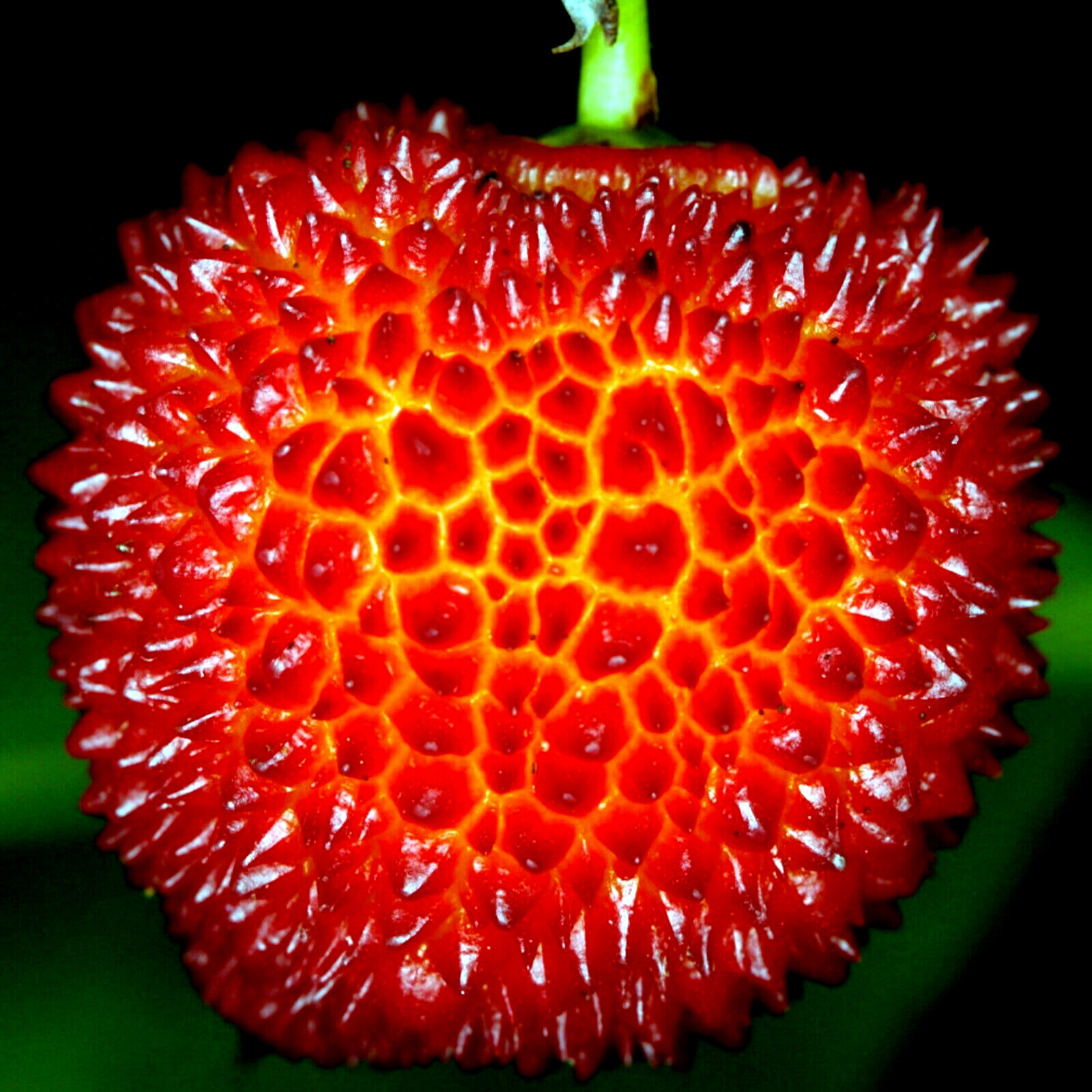 STRAWBERRY TREE SEEDS Arbutus Unedo Garden Fruit Plant Irish Killarney RARE!