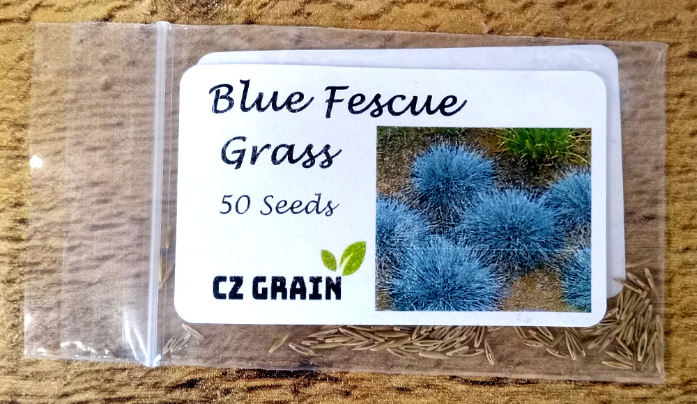 CZ Grain – Blue Fescue Ornamental Grass – 50 Seeds Perennial
