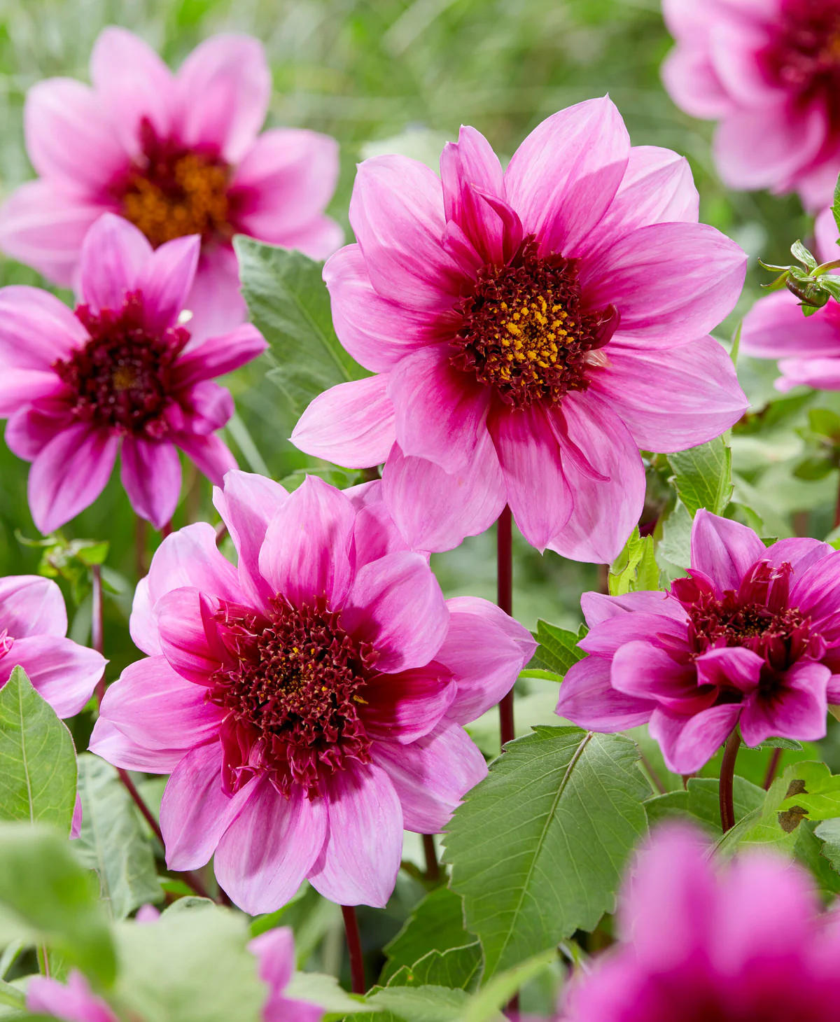 Blue Bayou Anemone Dahlia – 3 root divisions