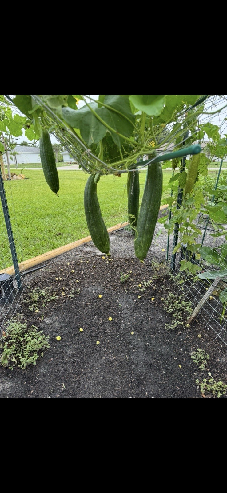 +25 LUFFA SEEDS SPONGE LUFFA VEGETABLE SPRING HEIRLOOM VINE GOURD LOOFA NON-GMO