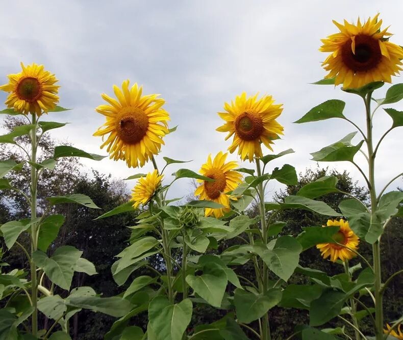 25+Seeds|Mammoth Grey Stripe Sunflowers Seeds #E025